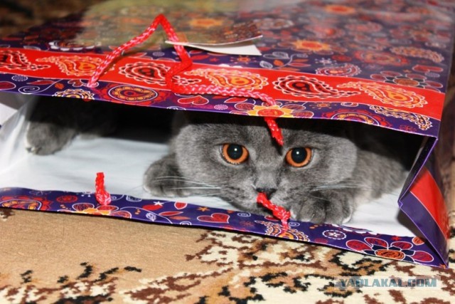 Котовторник 25.02.2014