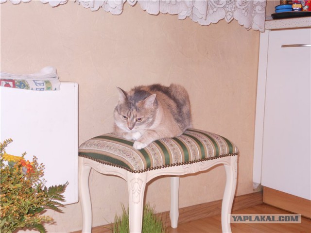 Мэнсон