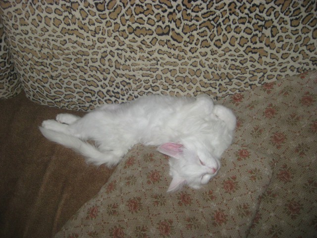 Котовторник 18.03.2014