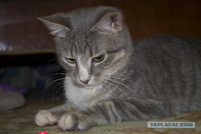 Котовторник 05.03.13