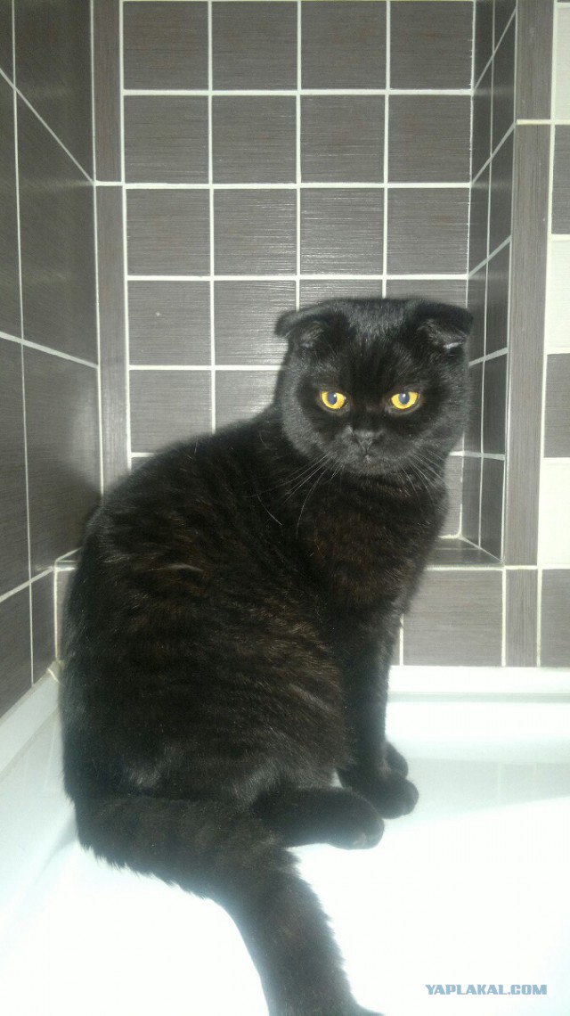 Котовторник 22.07.14