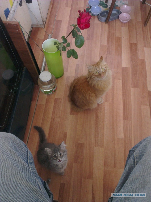 Котовторник 12.08.2014