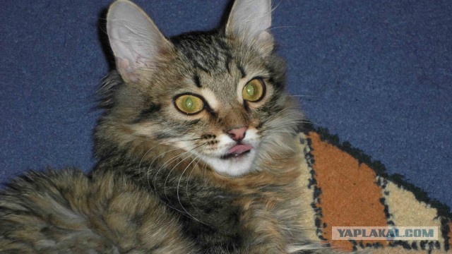 Котовторник 30.09.2014