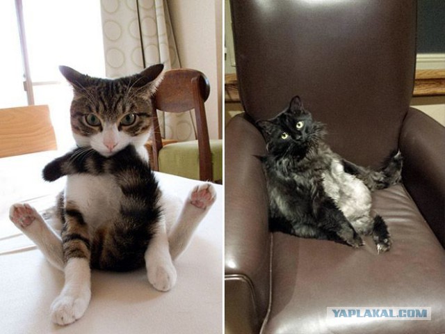 Котовторник 11.11.2014