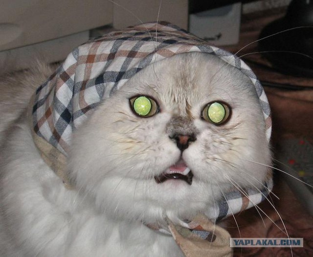 Котовторник 20.01.2015