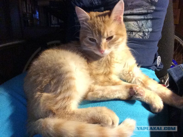 Тайна рыжего кота