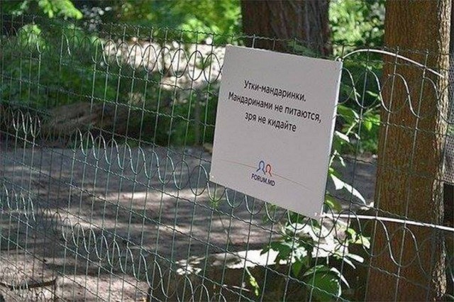 Молдавский зоопарк рекомендует…