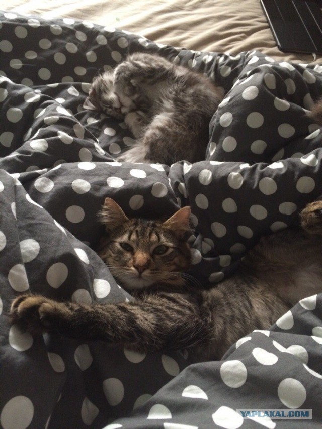 Котовторник