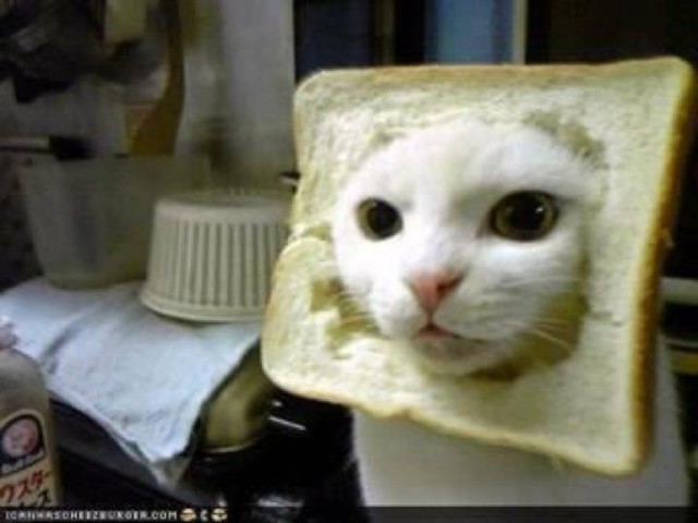 Известные котомемы.