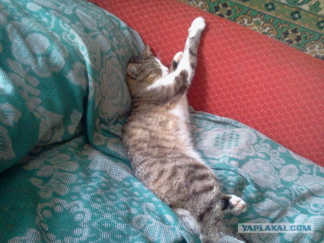 Котовторник
