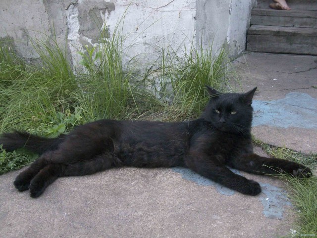 День кошек в России