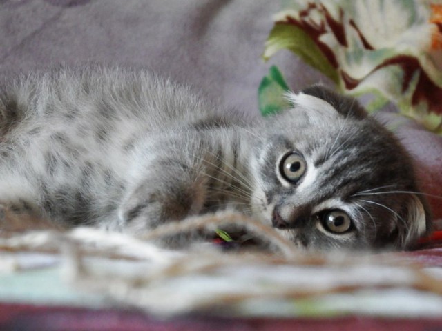 Котовторник