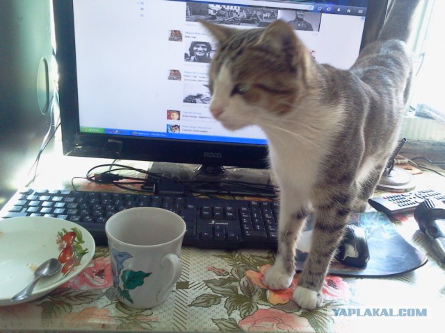 Котовторник 15-09-2015 !