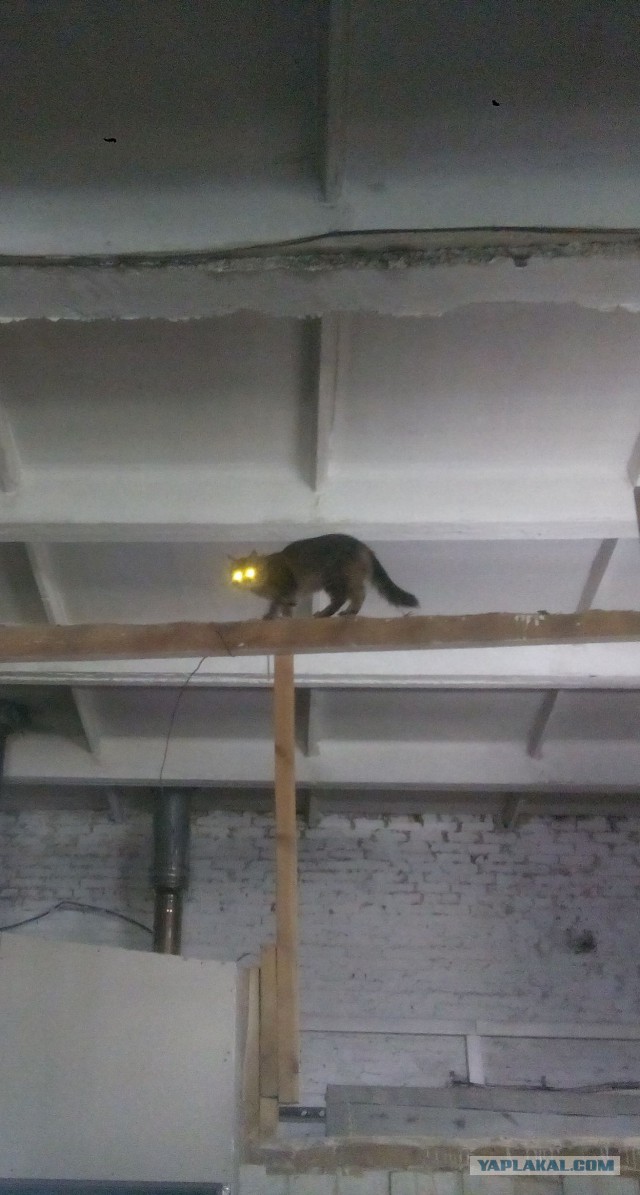 Котовторник 13.10.2015