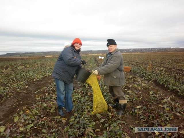 Уборка свеклы