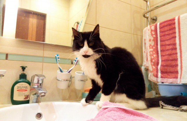 Котовторник