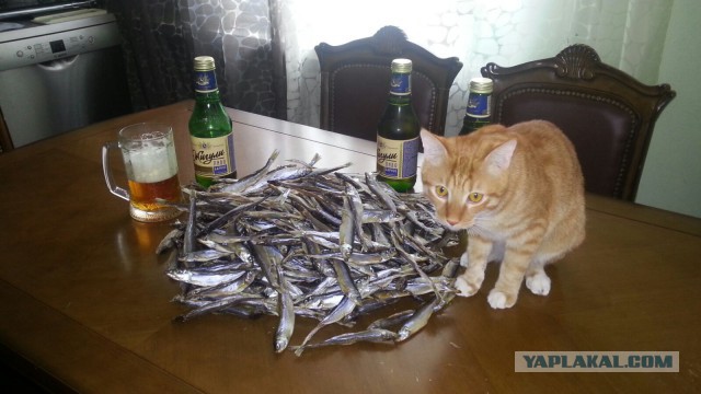 Пиво днём? А пофиг пятница.