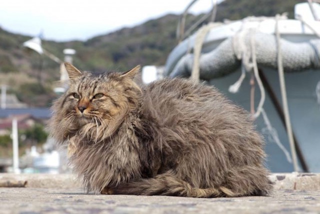 Коты острова Тасиро