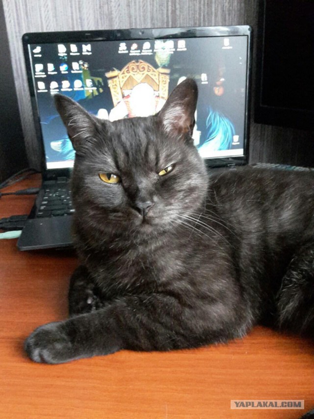 Кот говорит на неизвестном вселенной языке