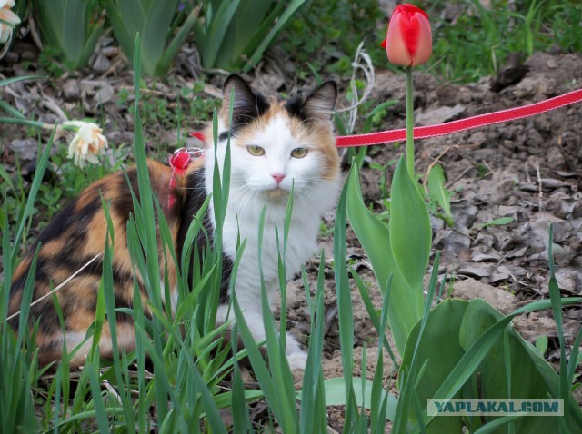 Котовторник 19.04.2016