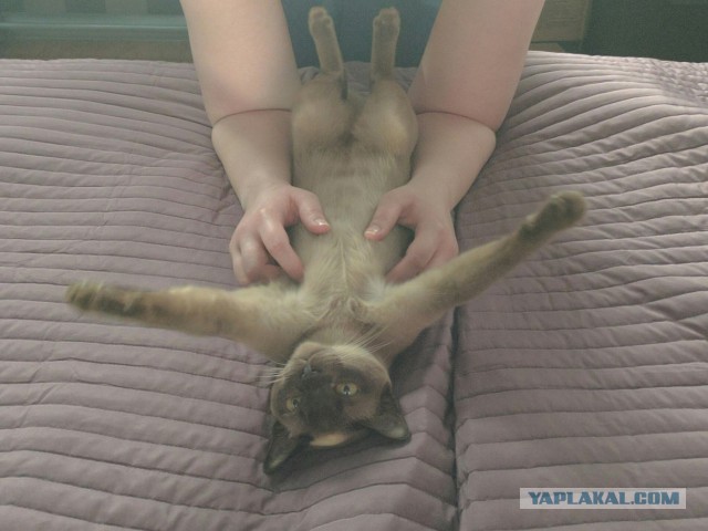 Кото-вторник 24 Мая 2016го :)