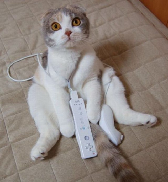 Коты и Кошки
