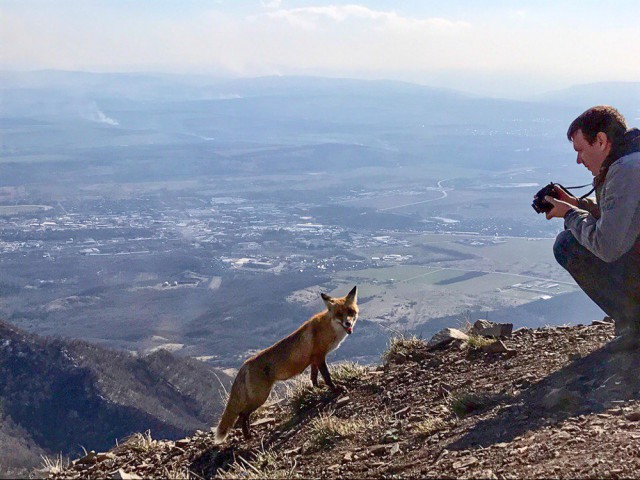 Кот vs. лисы на вершине горы