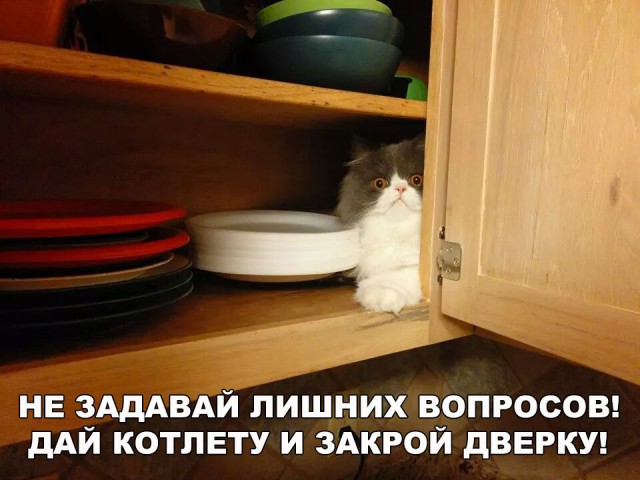 Коты и Кошки