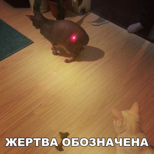 Коты и Кошки
