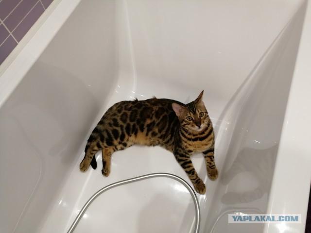 Котовторник  14.11.2017