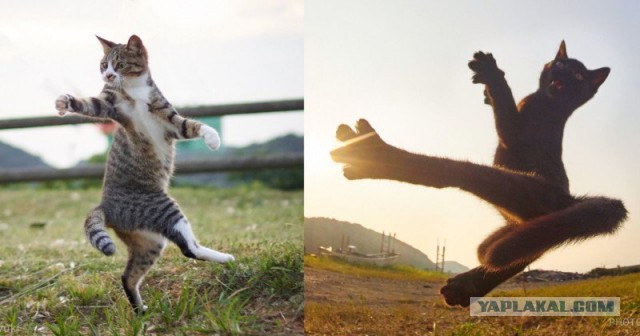 Не надо было обижать котейку