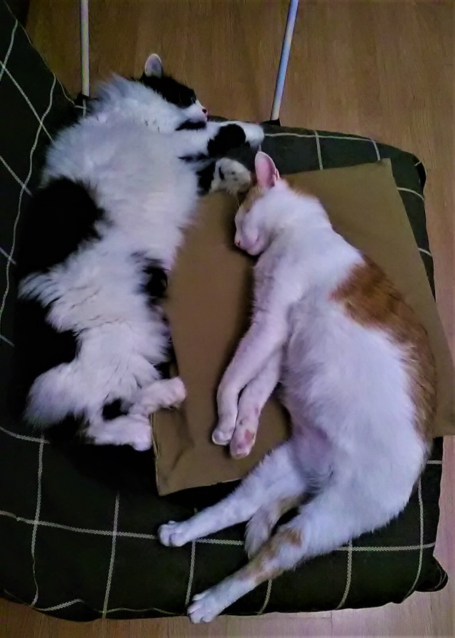 Котовторник 27.02.2018 наступил!