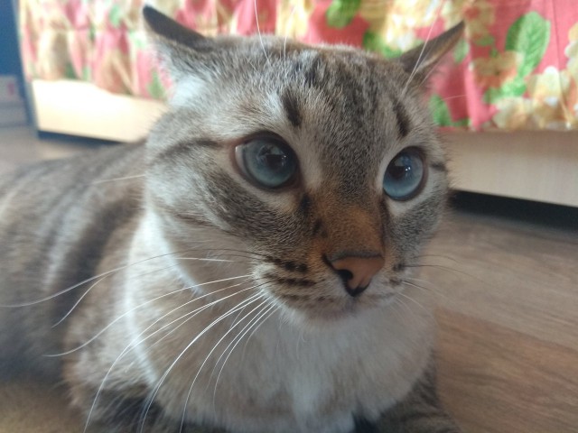 Котовторник 20.03.2018