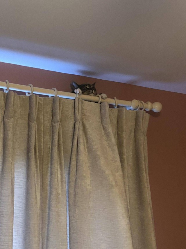 Прикольных котов пост