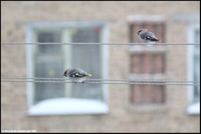 Городские птицы.