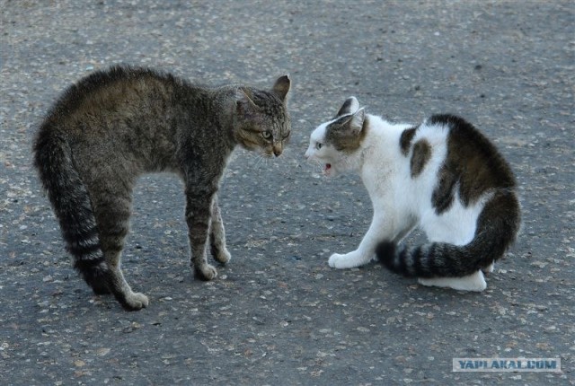 УРРААА ! Котовторник на ЯПлакалъ !
