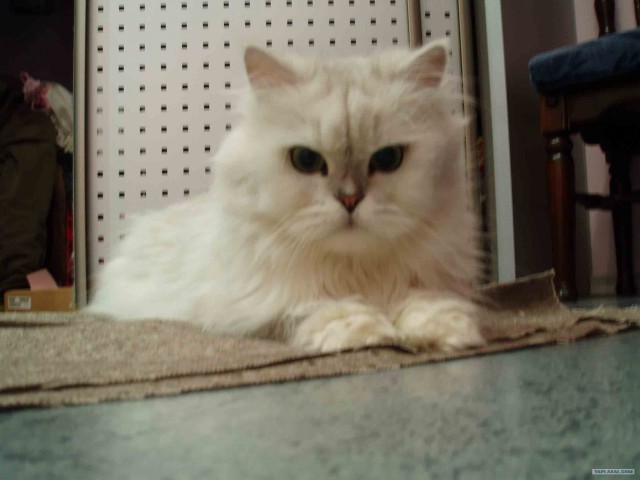 Котовторник на ЯПлакалъ