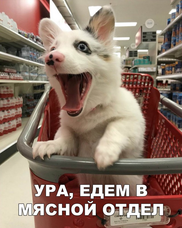 Милые животные. Мимиметр сломался