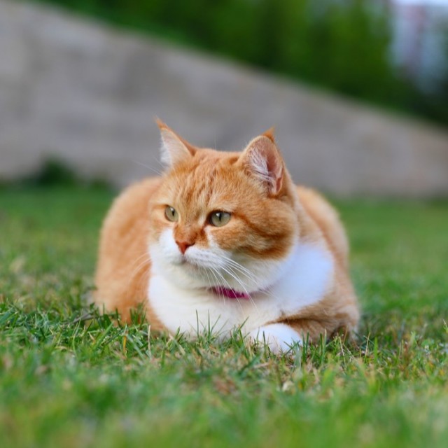 Прикольных котов пост