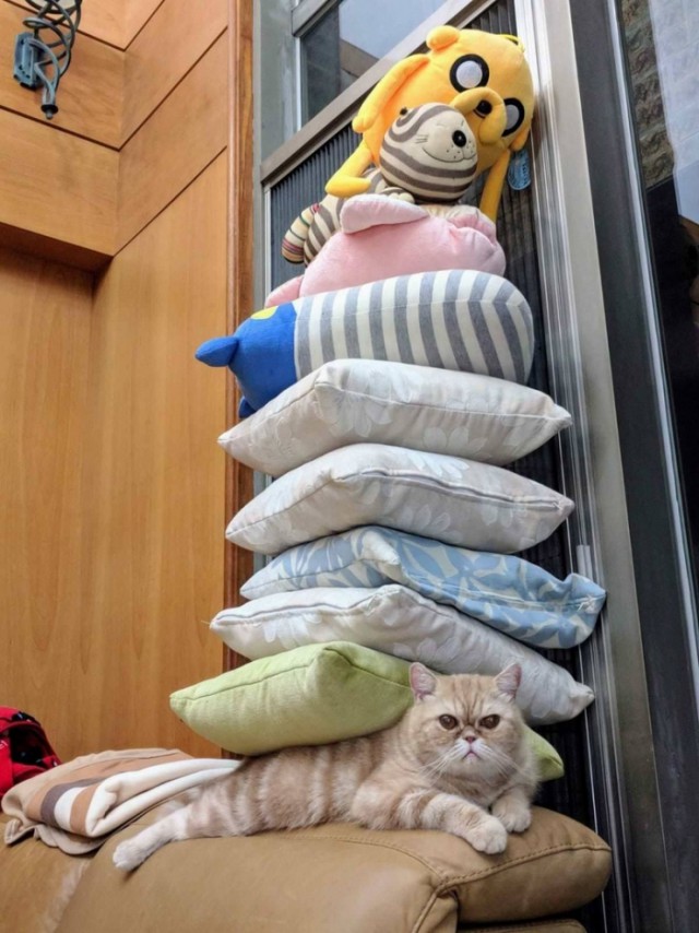 Прикольных котов пост