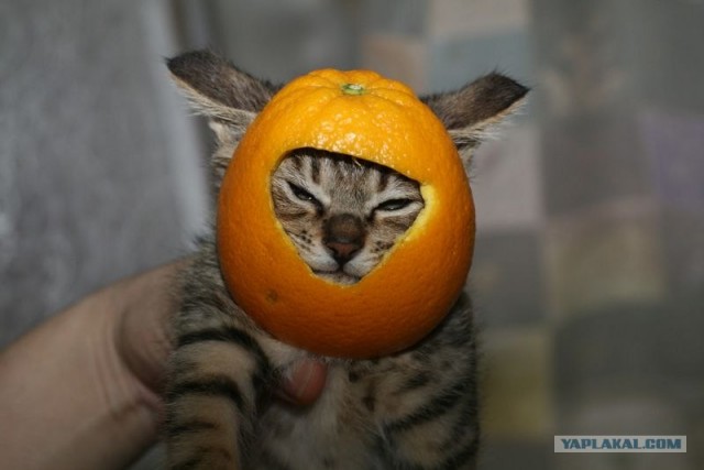 Кот с апельсином мем