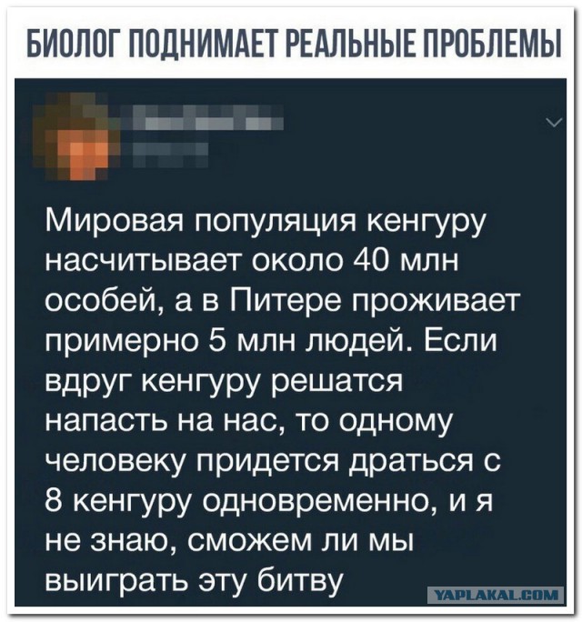 Обезьяне понадобилось пять секунд, чтобы решить задачу которую не смогли решить люди