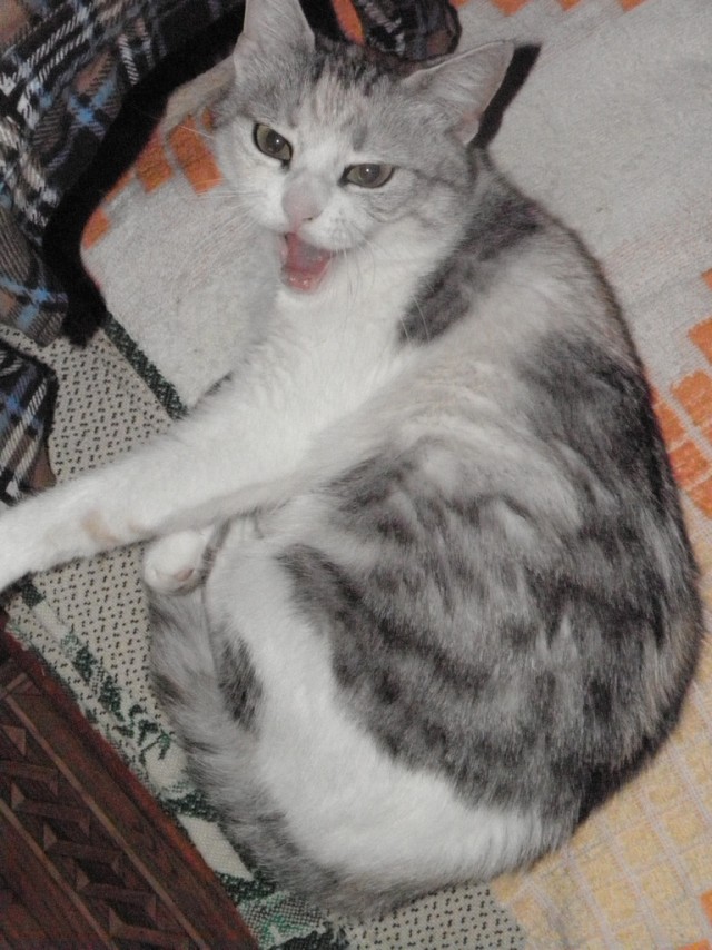 Котовторник 20.12.2011