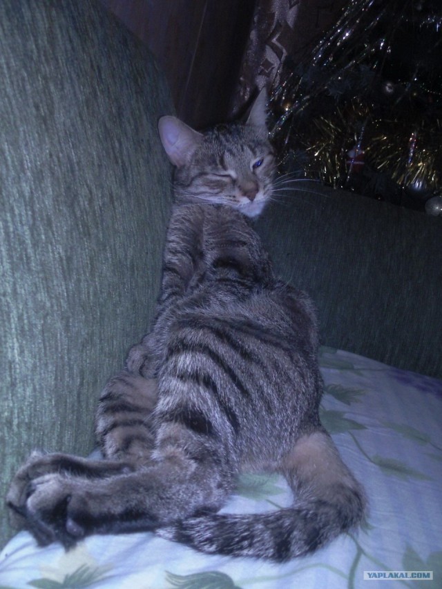 Котовторник 17 января
