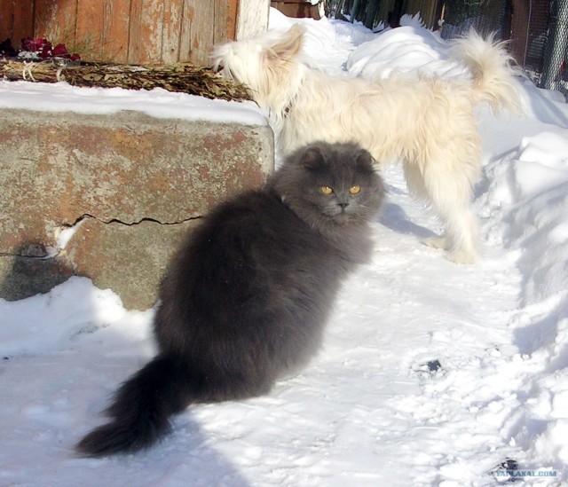 Котовторник (21.02.2012)