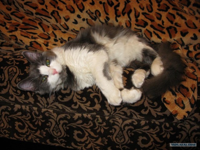 Котовторник  от 3.04.2012