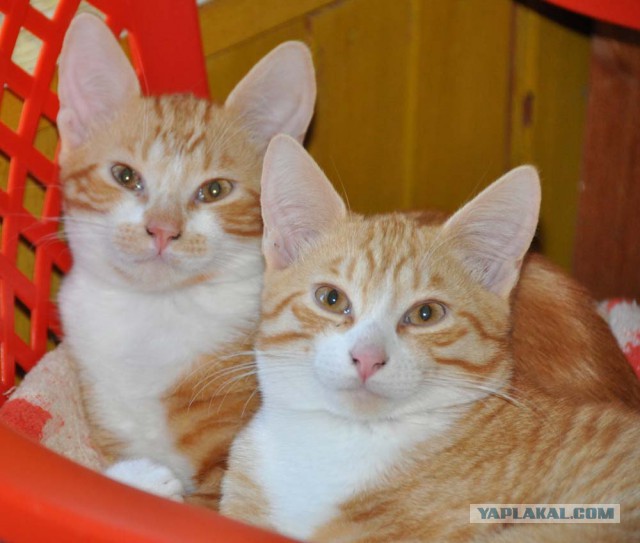 Котовторник 2019