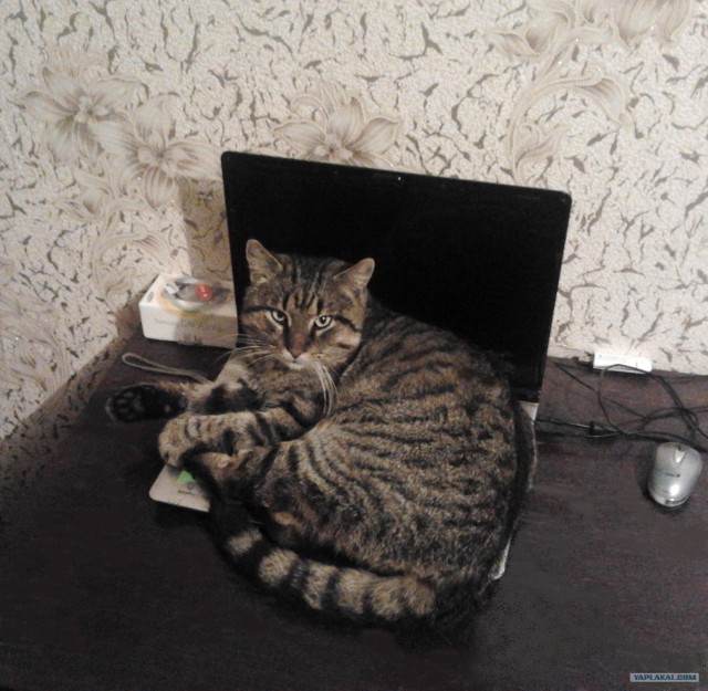 Котовторник 24.04.2012