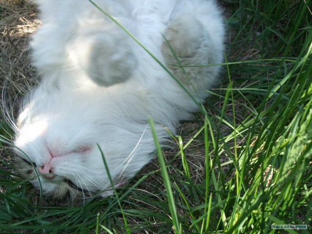 Котовторник 8 мая 2012