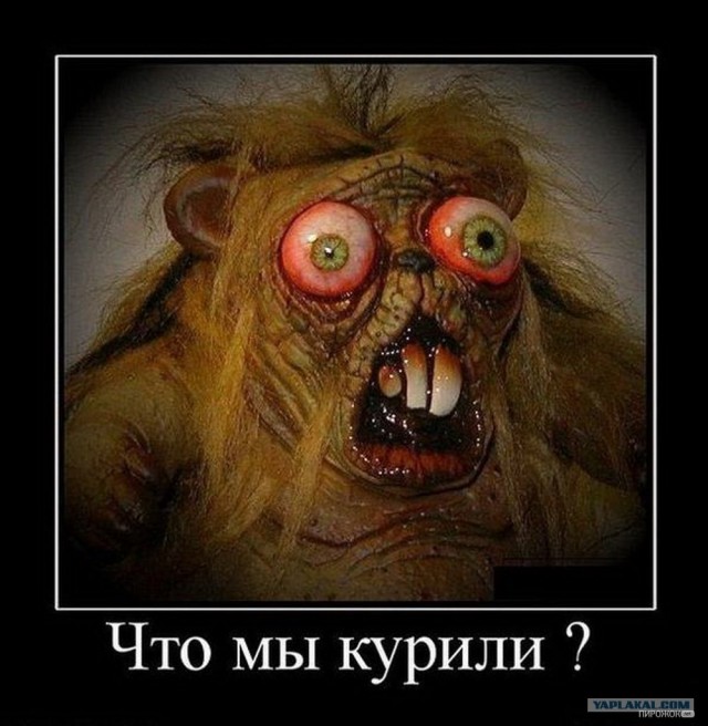 Обычная собака